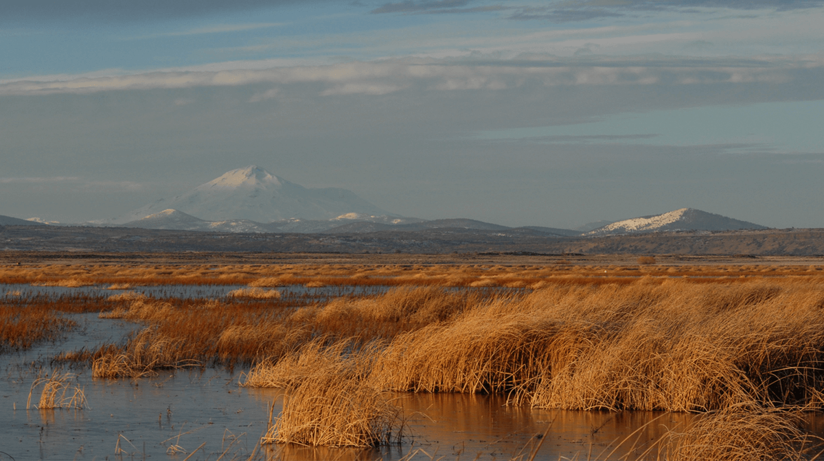 Ducks Unlimited Partners with Tulelake Irrigation District to Bring Water to Lower Klamath National Wildlife Refuge 