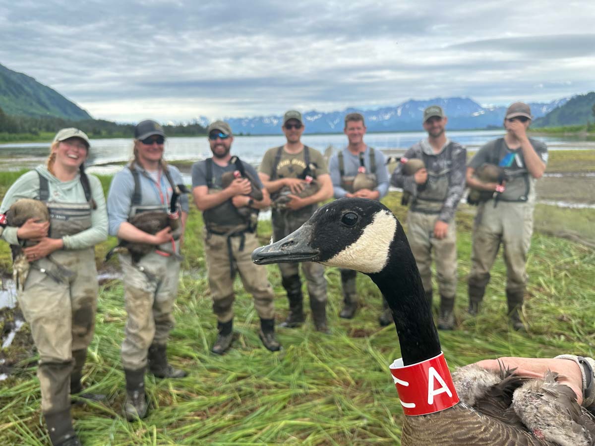 DU joins banding crew in Alaska to better understand dusky Canada geese