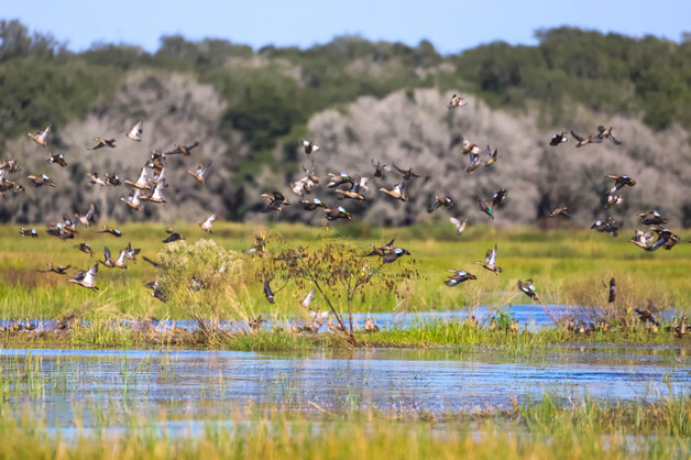 Biden Administration sets national goal supporting wetlands
