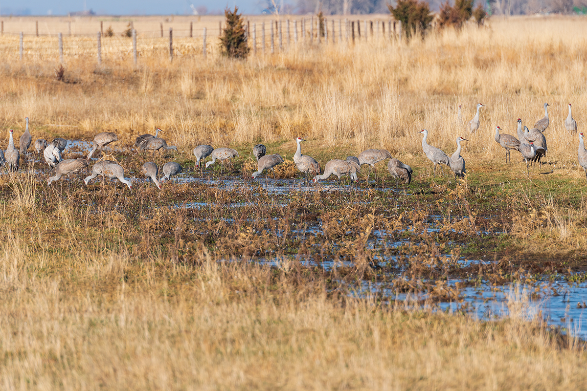Sandhill Cranes_Nebraska Wetland.jpg