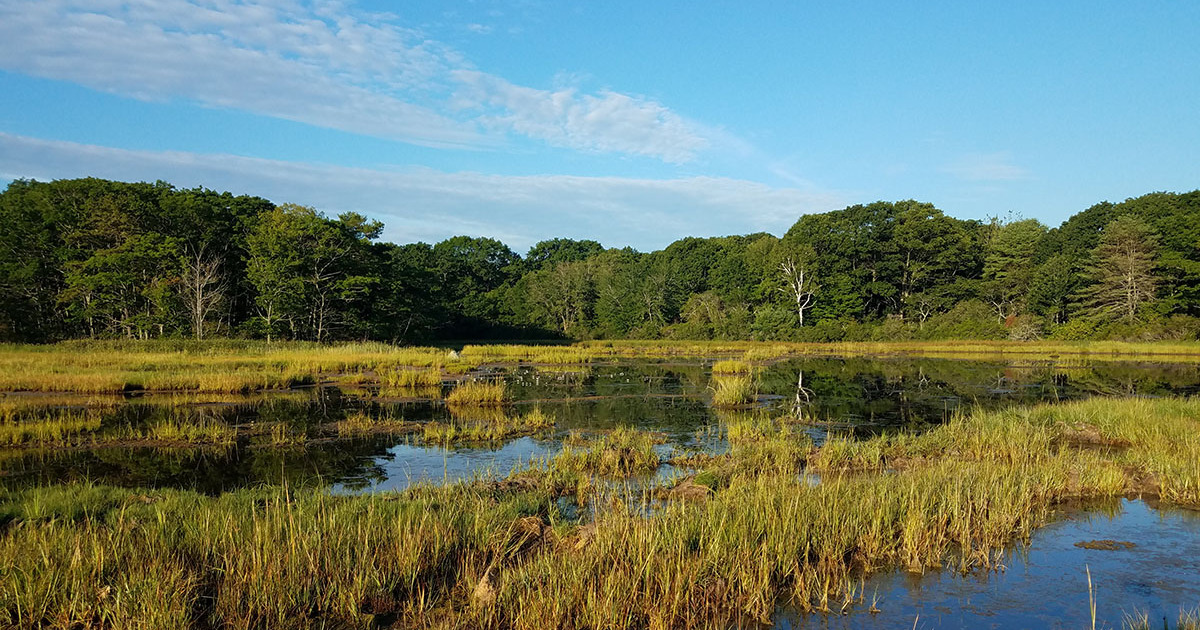 Image for Maine Project Aims to Protect Endangered Species, Sinking Coastal Salt Marsh 
