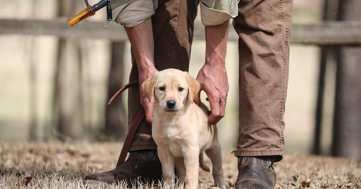 Image for Mastering Puppy Training: Quick Tips from Wildrose Kennels' Mike Stewart