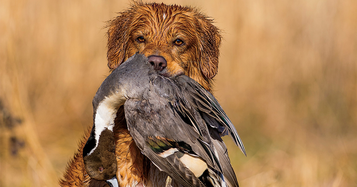 A Nova Scotia Duck Tolling Retriever retrieving a drake northern pintail. Photo by Mark Atwater