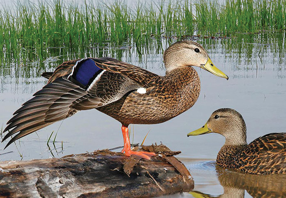 View the Mexican Duck on Ducks Unlimited's Waterfowl ID