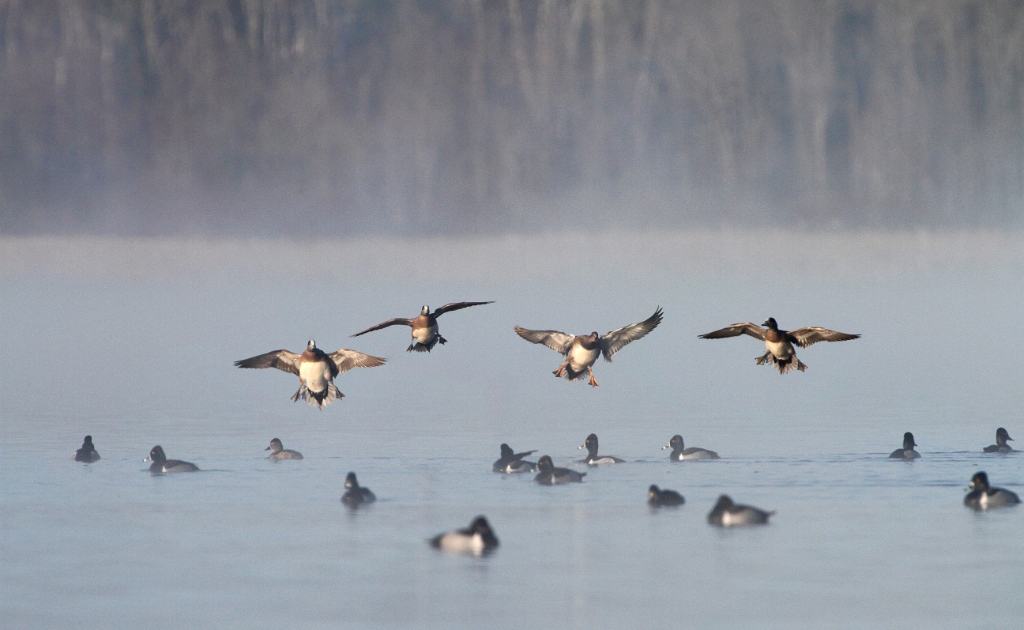 Migration Alert: Oregon Waterfowl Hunting Heats Up as Bird Numbers Increase