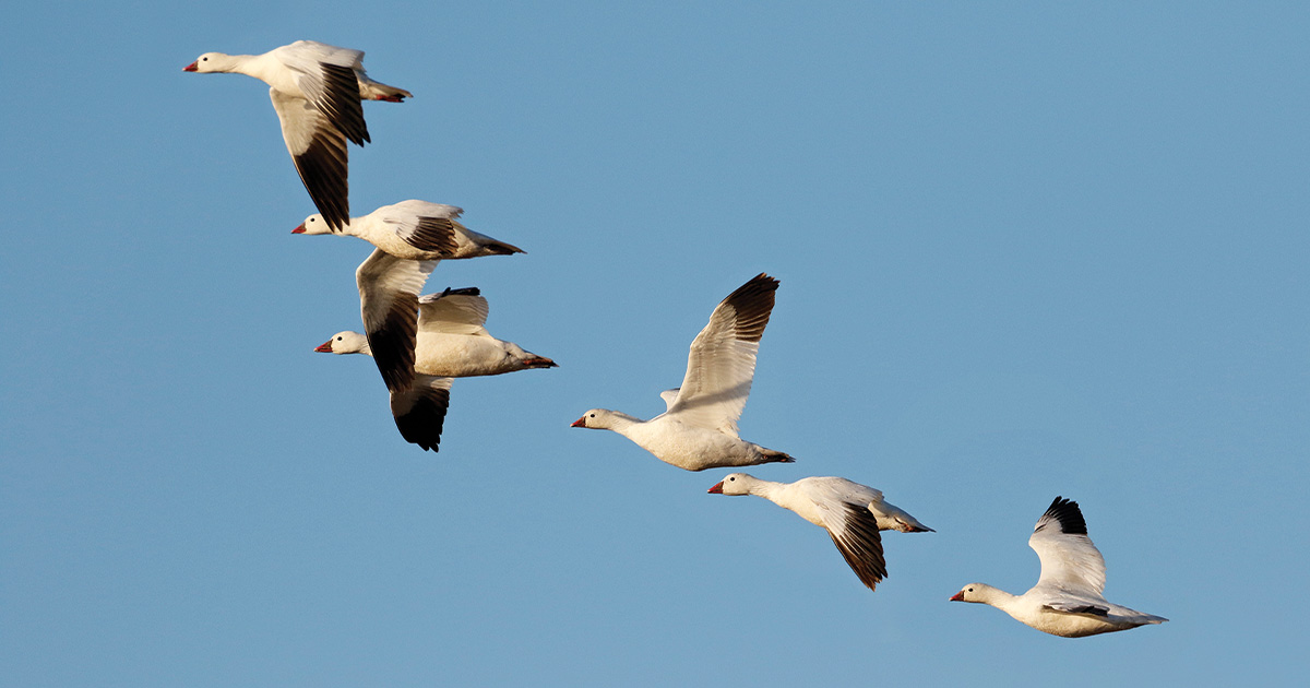 Migration Alert: Central Flyway Hunters Brace for Speedy Spring Migration
