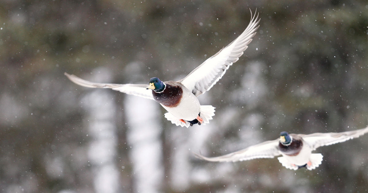 Migration Alert: Late-Season Cold Hits Central Flyway