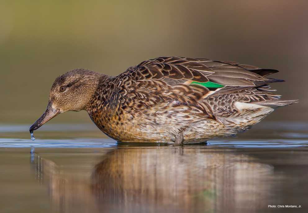 Green-winged Teal Leaning Forward