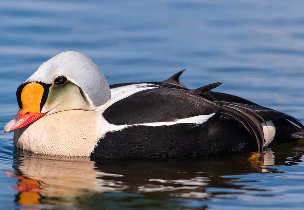 View the King Eider on Ducks Unlimited's Waterfowl ID