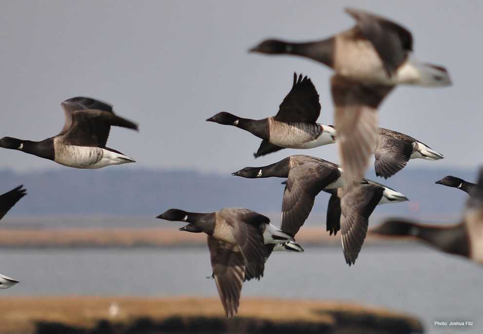 Brant flock flying
