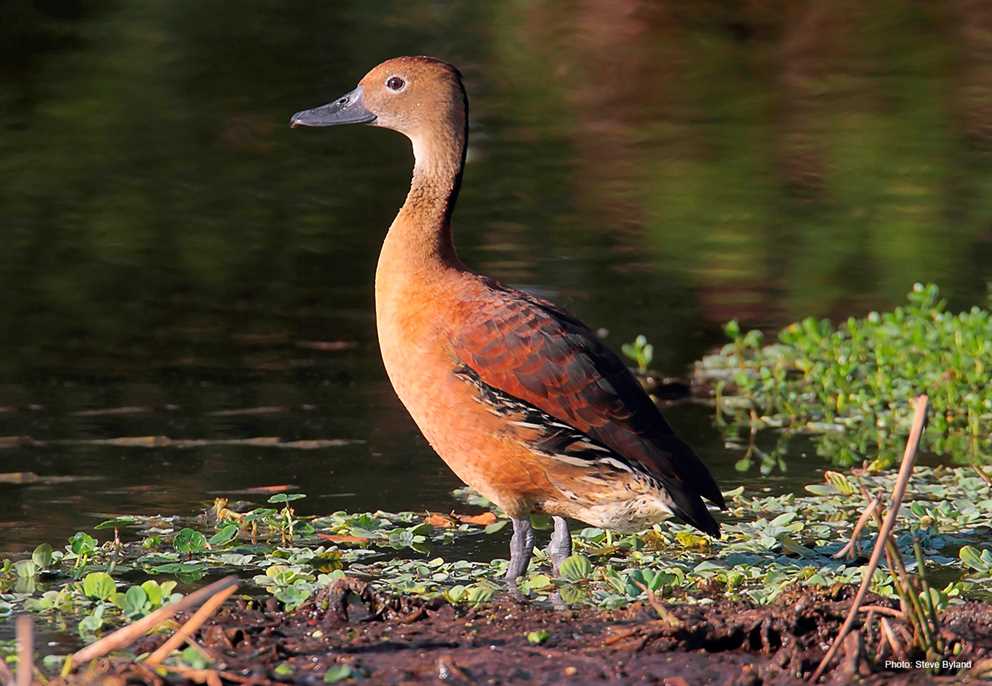 Fulvous Whistling-Duck standing