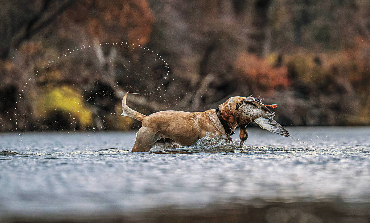A yellow lab retrieving a harvested duck on a duck hunt. Photo by Brad Siemens