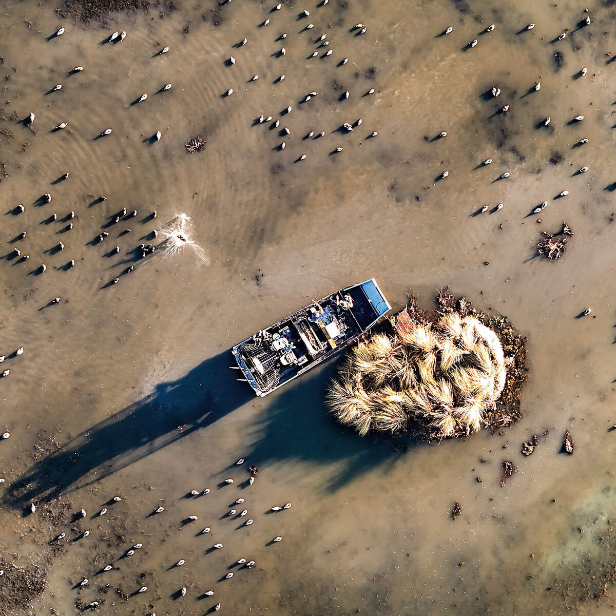 Drone shot of waterfowlers in a boat, accessing their duck blind. Photo by Jay Foster