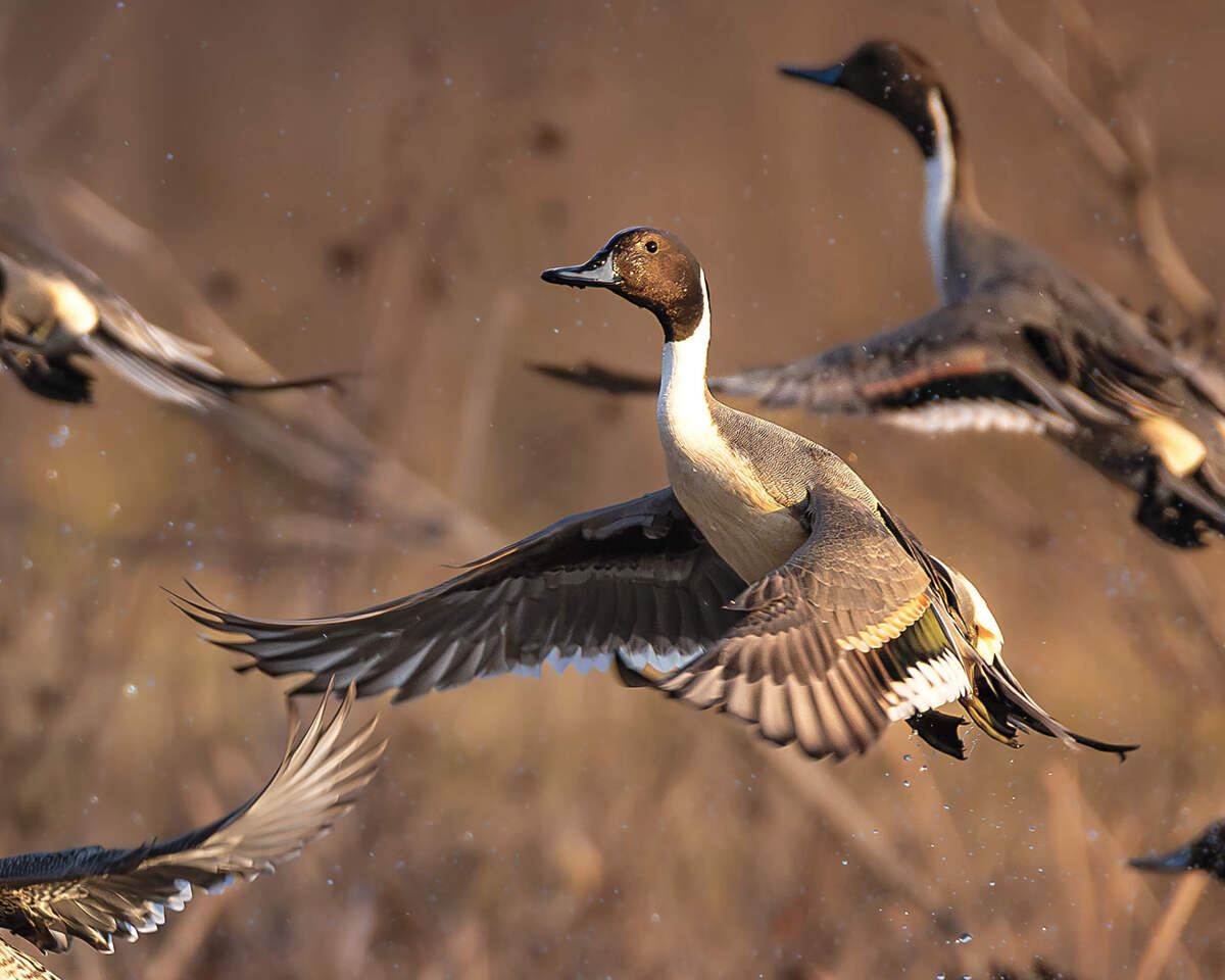 Drake northern pintails taking off for flight. Photo by Wade Ringo