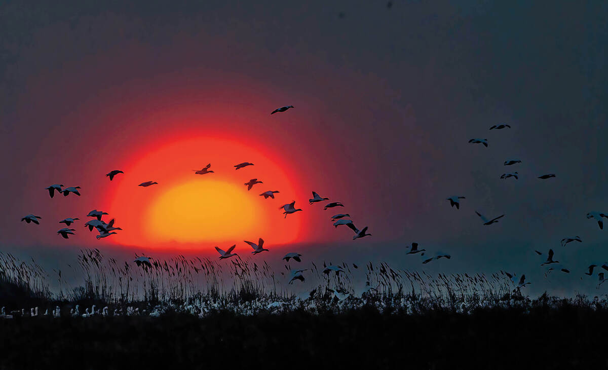 Snow geese in a marsh at sunset. Photo by Bill Garwood
