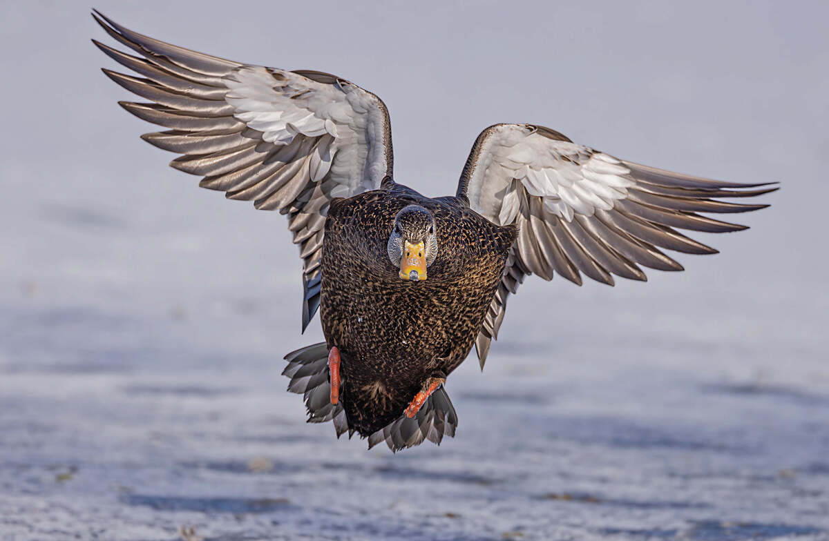 Drake black duck landing in wetland. Photo by Kris Branter