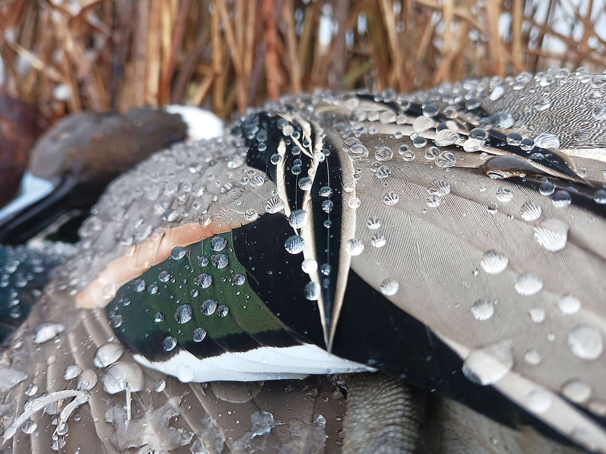 Harvested northern pintail. Photo by Adam Edwards