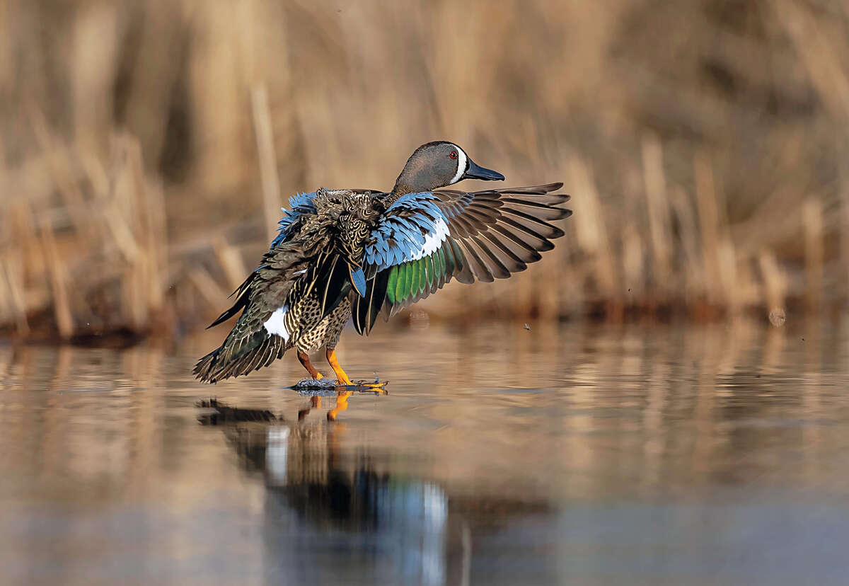 Drake blue-winged teal landing in wetland. Photo by Craig Machholz