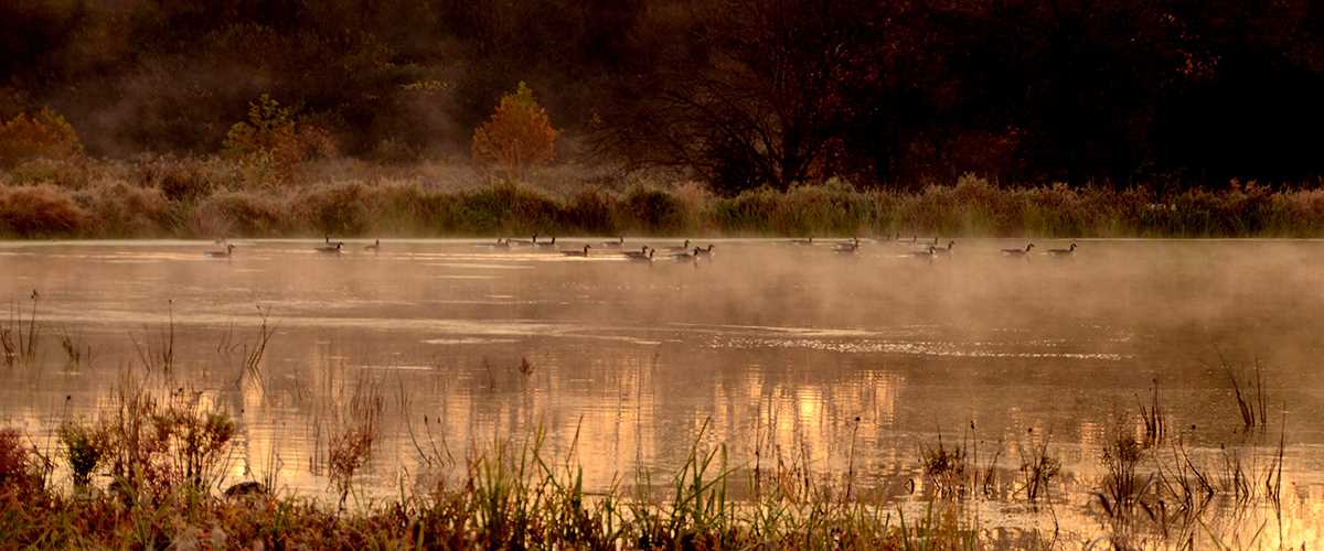 fog water ducks