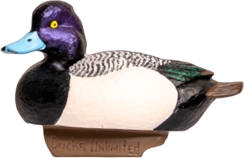 Lesser Scaup
