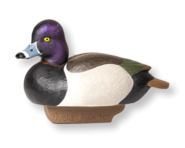 Ringneck Duck