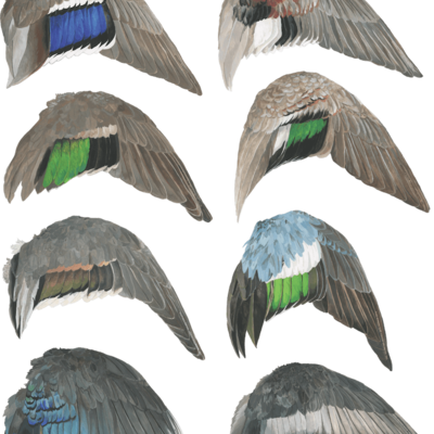waterfowl-wing-stickers-square.png