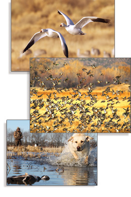 Wildlife photography