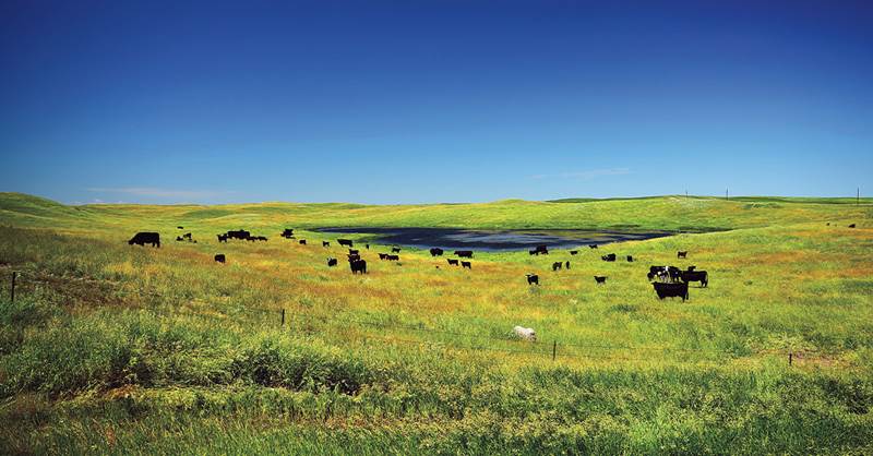 Photo of cows in the pasture