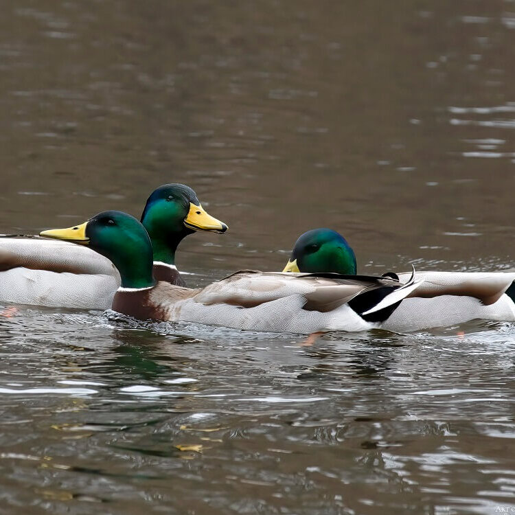 U.S. Bird Populations Continue Alarming Decline, New Report Finds