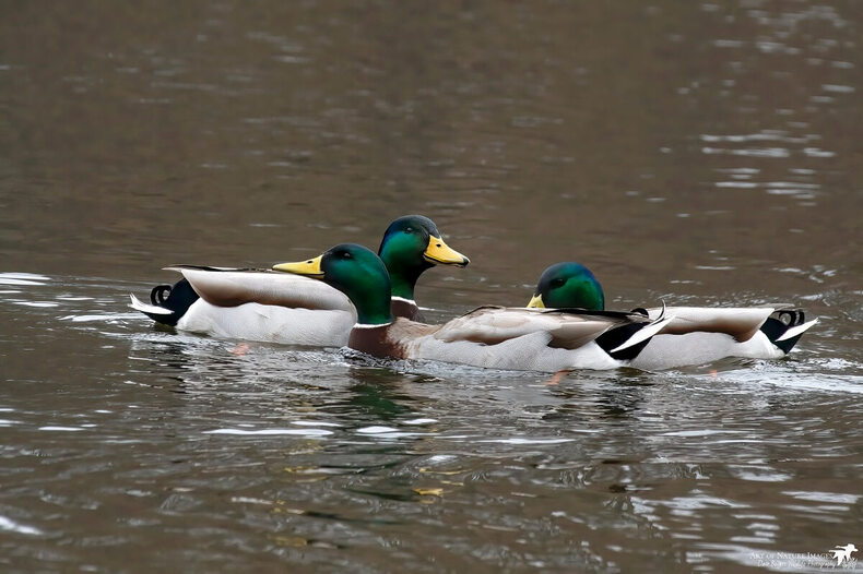 Image for U.S. Bird Populations Continue Alarming Decline, New Report Finds