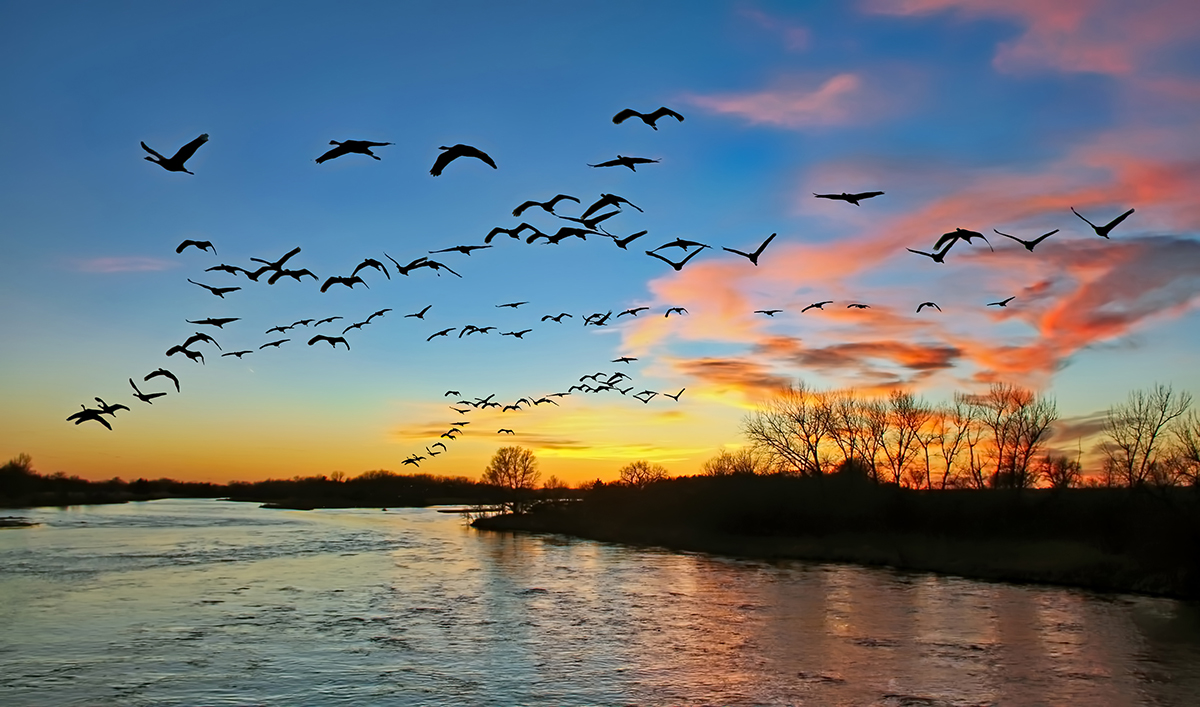 Ducks Unlimited, Partners will Rejuvenate over 6,000 Acres of Critical Nesting Habitat in Nebraska