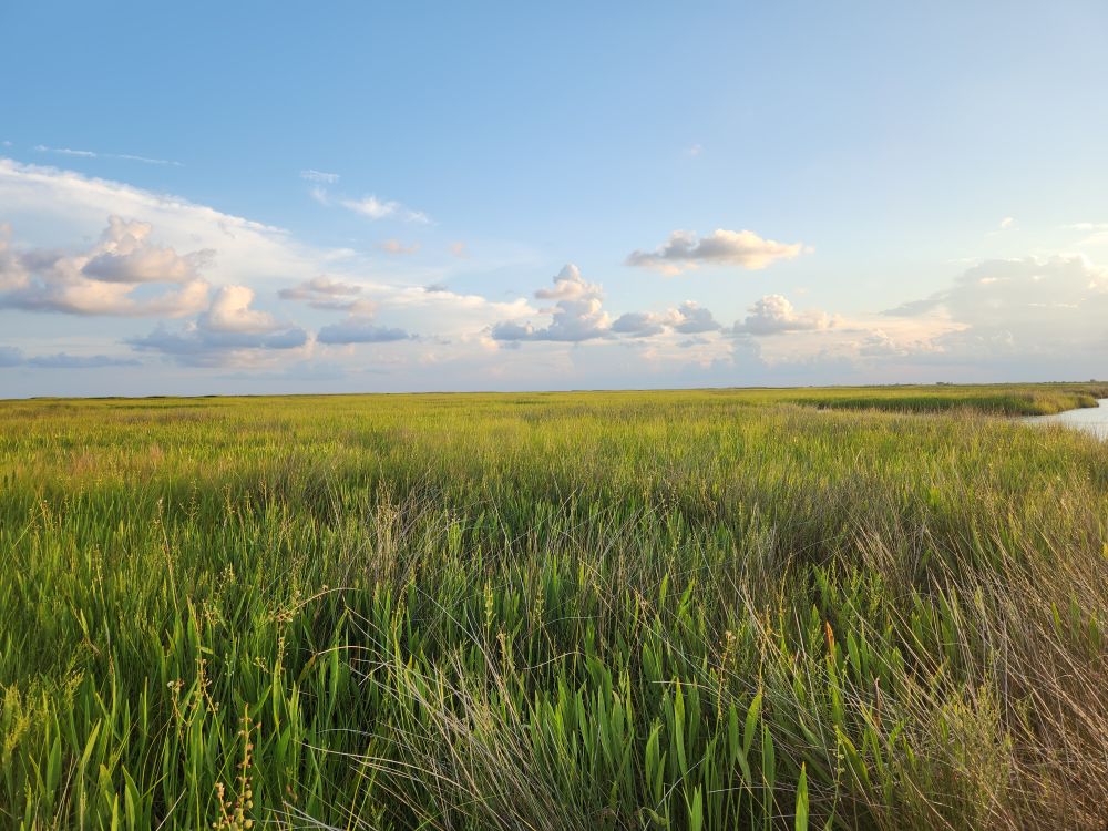Image for Ducks Unlimited Offers Wetland Mitigation Solution for New York Renewable Energy Projects