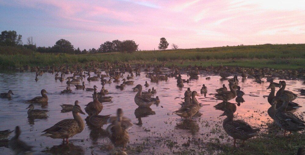 Ducks Unlimited Awarded $9 Million in NAWCA Grants for Great Lakes Projects