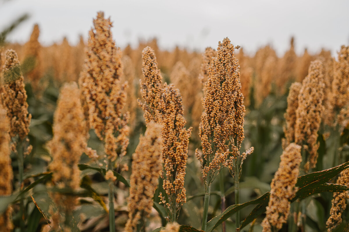 Sorghum. Courtesy of National Sorghum Producers
