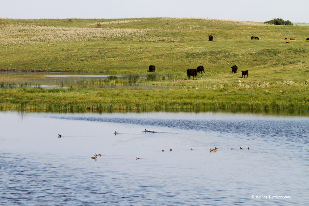 Ducks Unlimited receives nearly $52 million for agricultural conservation efforts