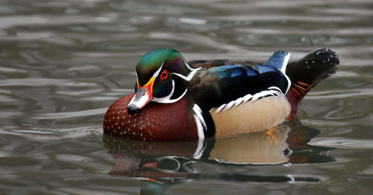 Lawmakers Vote to Make Wood Duck Official Waterfowl Species of Michigan