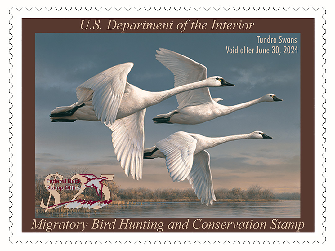 Federal-Duck-Stamp-2023-2024-with-watermark (c) USFWS low res.jpg