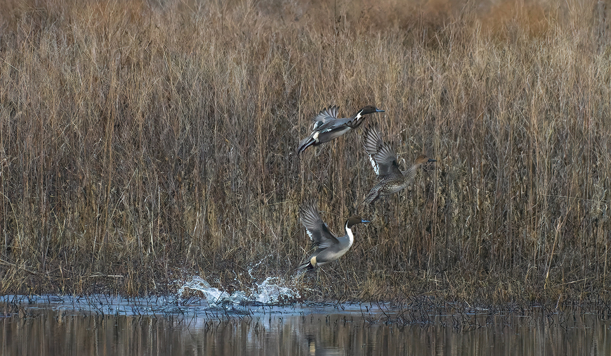 Image for Michigan Investing $13 Million in Strategic Wetland Restoration 