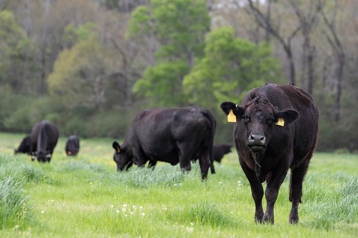 Minnesota’s State Lottery Funds Grasslands Restoration 