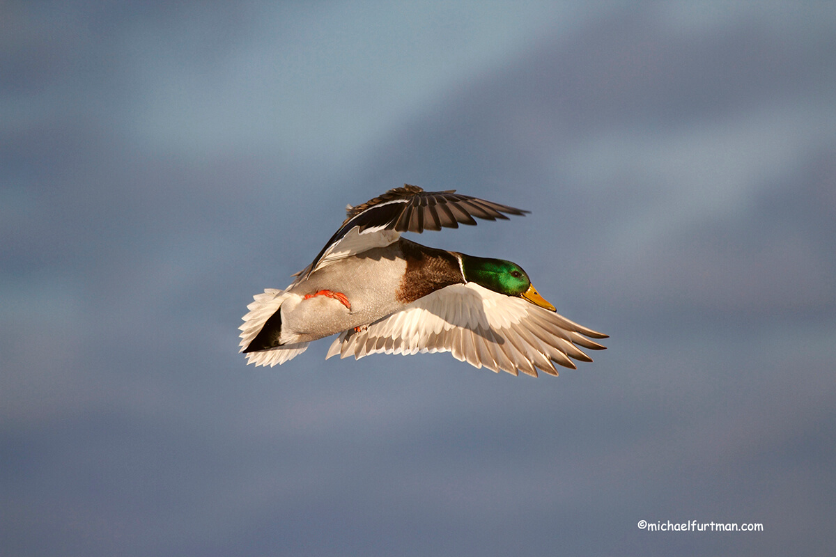 How Duck Flight Works — Ducks Unlimited Canada