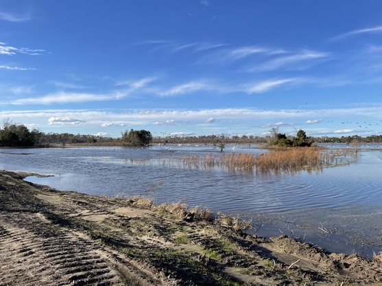 Image for North Carolina and Virginia Awarded $2.1 million for Wetlands