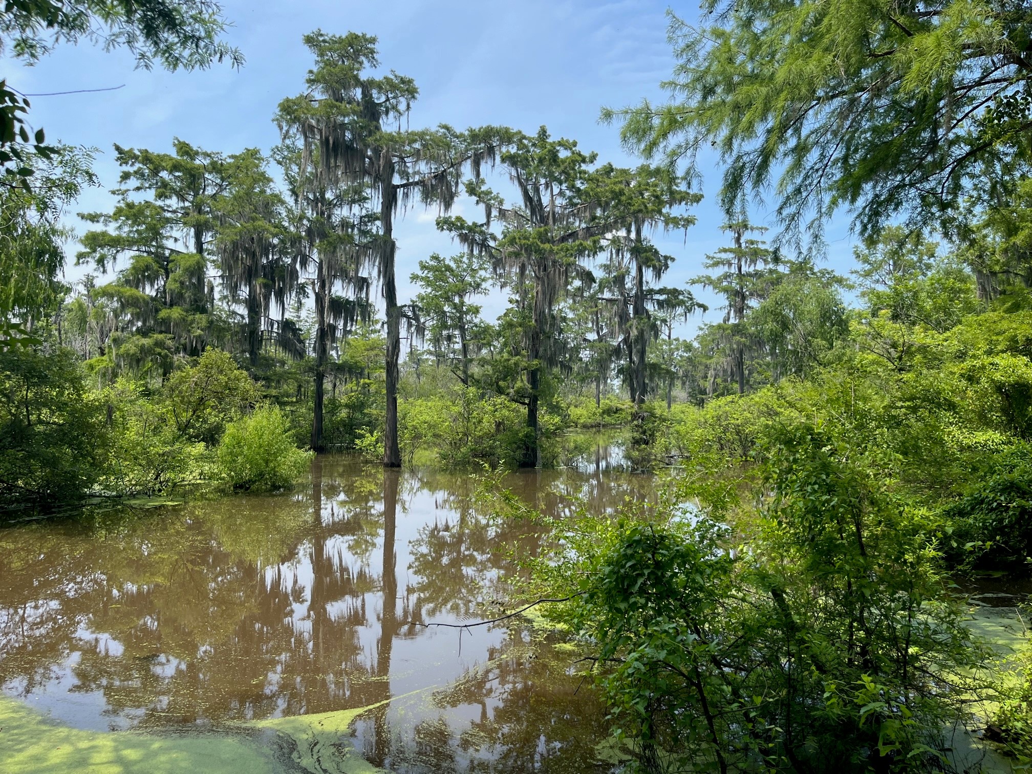 Image for Mississippi Alluvial Valley Awarded $3 million for Wetland Habitat