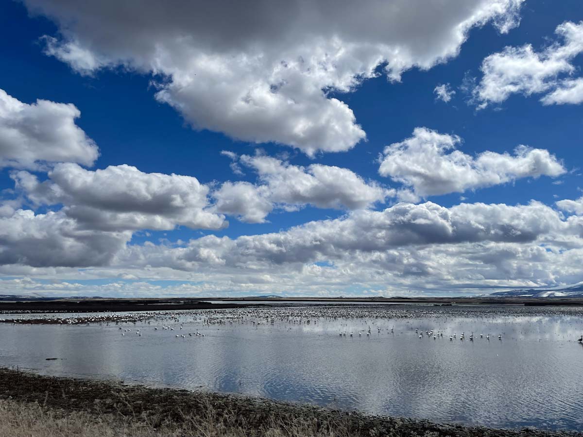 Image for Local farmers lauded for helping Tule Lake National Wildlife Refuge 