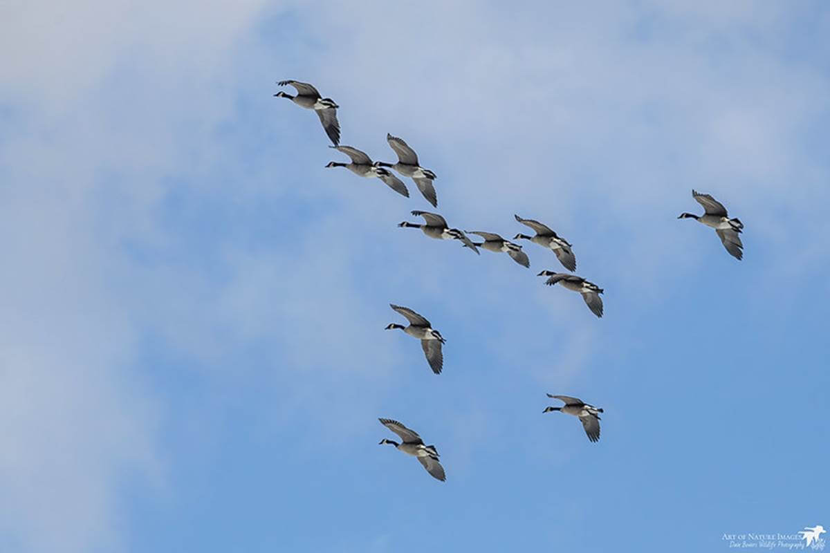 Canada_geese_David_Bowers.jpg