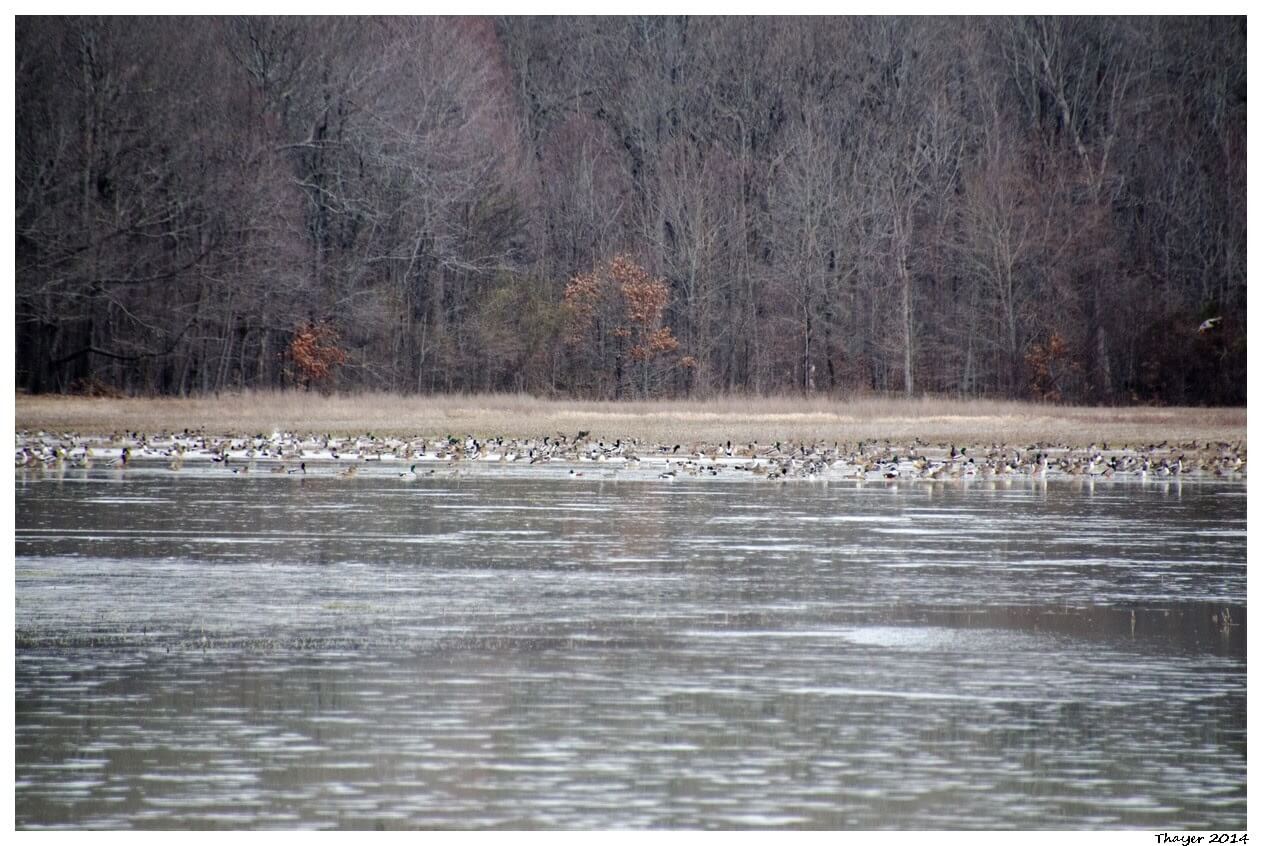 DU Swan Creek Statement