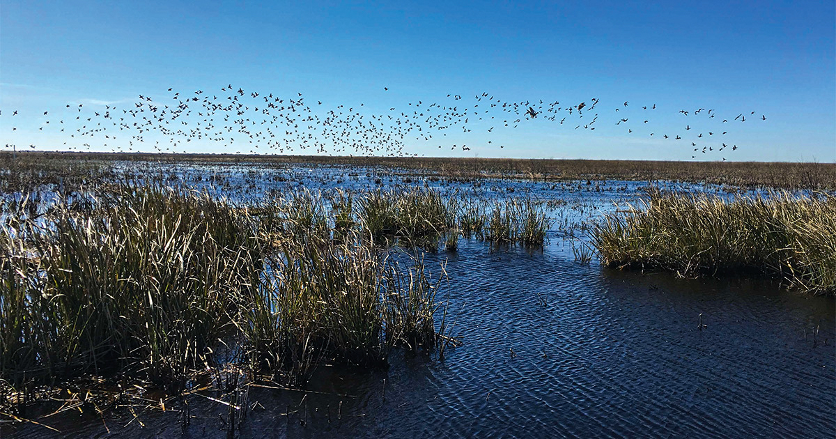 Dow works with Ducks Unlimited to enhance wetlands and protect critical wildlife habitat across the Gulf Coast Region
