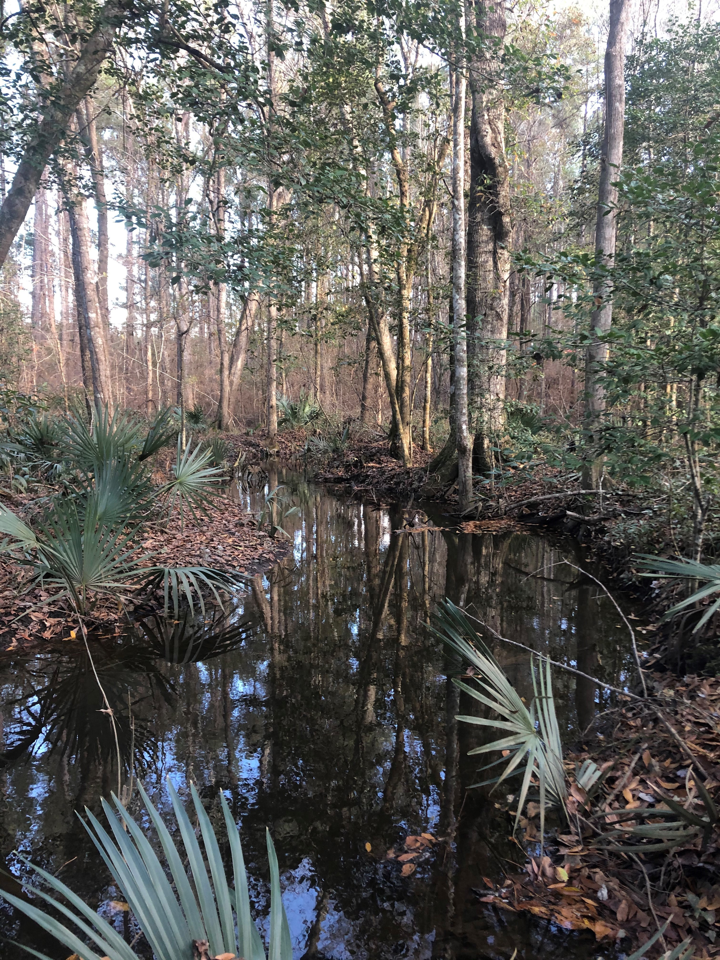 Caton Creek Stream (2).jpg