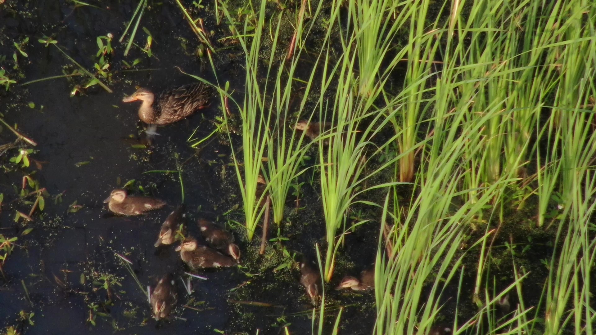 Migratory Bird Council Approves $2.8 Million NAWCA Grant for Critical Wetland Conservation in Coastal South Carolina