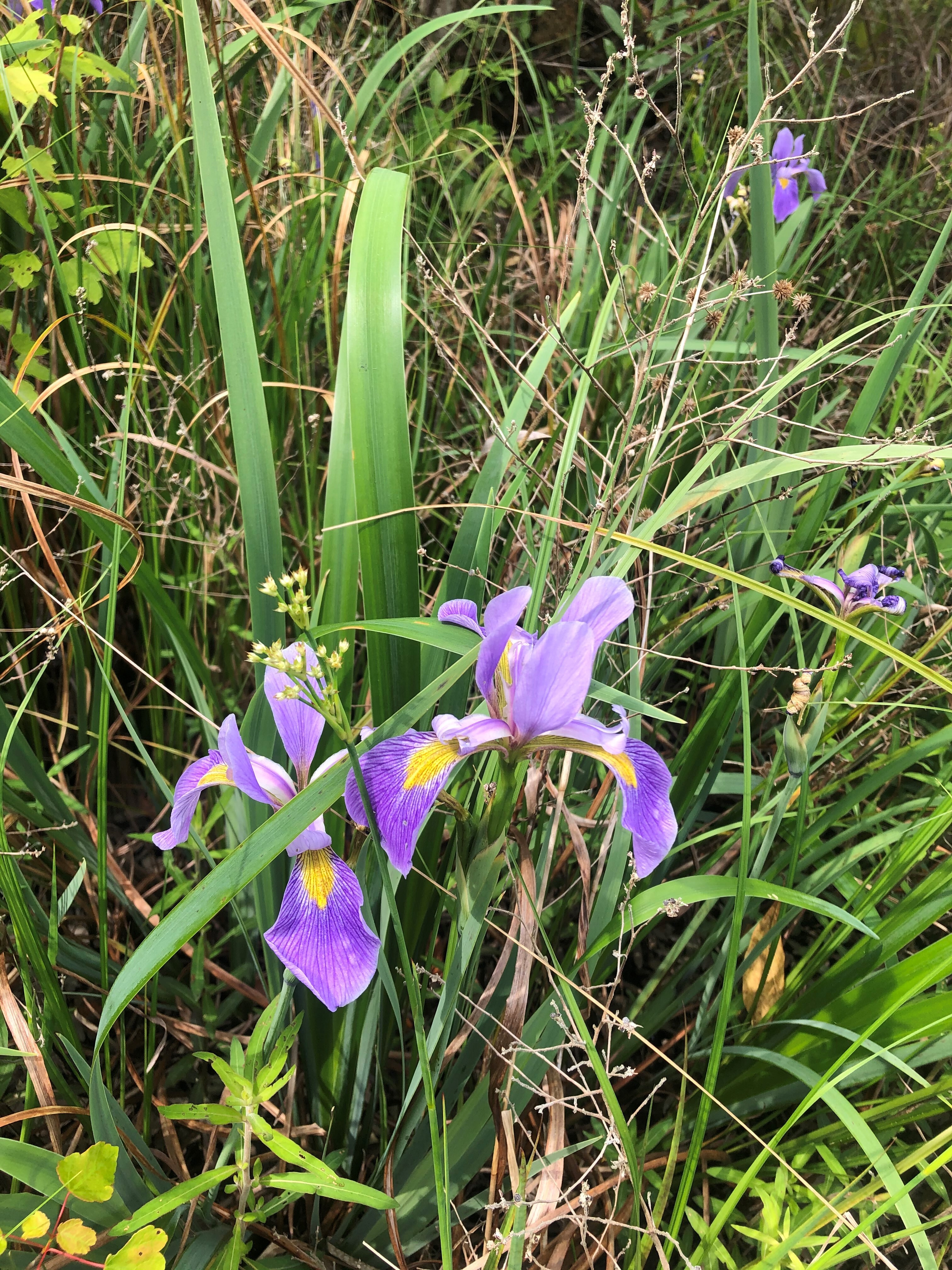 Caton Creek Stream and Wetland Mitigation Bank