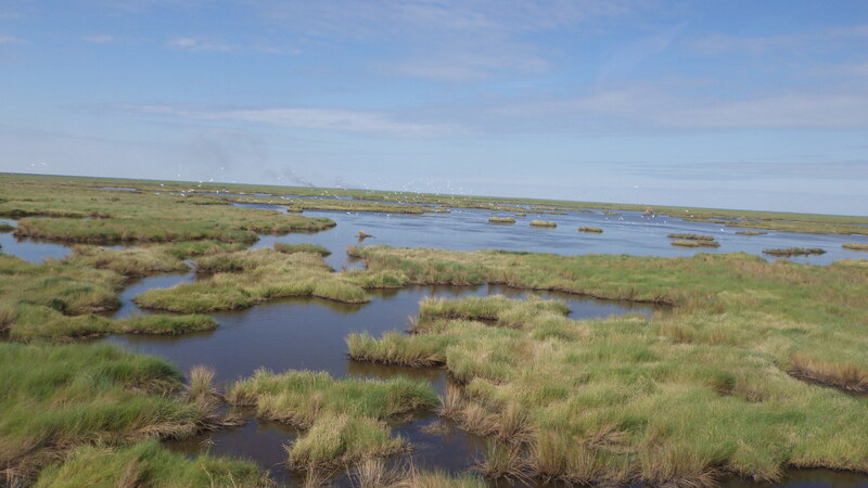 Phillips 66 Renews Commitment to Coastal Resilience, Biodiversity